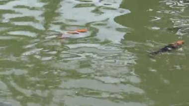 Renkli balıklar güneşli bir öğleden sonra sakin gölette parıldayan suyun altında dans eder.