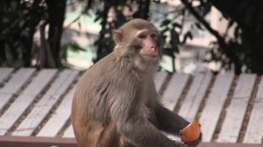Meraklı maymun güneşli bir öğleden sonra parkta sulu bir portakalın tadını çıkarır.
