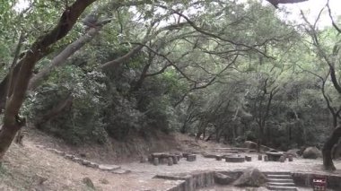 Unutulmuş bir ormanın dingin güzelliğini gün batımında keşfedin.