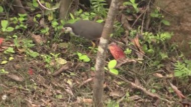 Vahşi hayatın yemyeşil bir ormanda ortaya çıkmasıyla birlikte doğanın canlı dansını tecrübe edin.