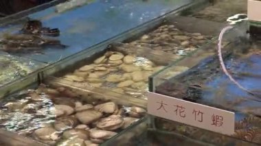 Şehirdeki hareketli bir sabah boyunca taze balık avlarının canlandığı canlı deniz ürünleri pazarını keşfediyorum.