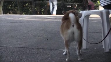 Paws and Play: Güneşli bir Öğleden Sonra Parkta Utangaç Köpekler Yolculuğu