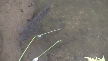 Su altı macerası Şafak vakti sakin bir gölde balık avlamak