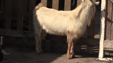 Neşeli keçiler neşeli bir öğleden sonra güneşli bir çiftlik ortamında neşeyle etkileşir.