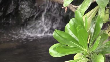 Huzurlu bir öğleden sonra, sakin bir ormanda, yemyeşil bir dere akar.