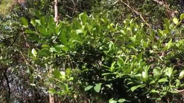 Canlı doğa, gün ortasında yemyeşil bir ormanın kalbinde gizli bir ahenk oluşturur.