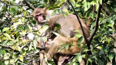Çekici maymunlar yemyeşil ağaçlarda oynarlar, şakacı doğaları gösterirler.