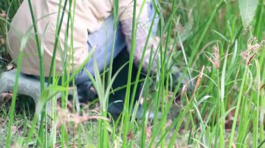 Doğada harikalar keşfetmek güneşin doğuşunda uzun otların arasında sarılır.