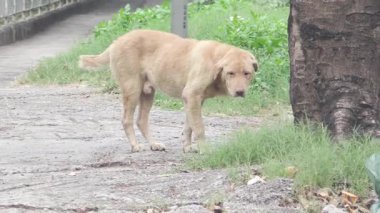 Meraklı köpek parkı geziyor, etrafı kokluyor ve güneşli bir öğleden sonra yürüyüşü sırasında doğa sırlarını keşfediyor.