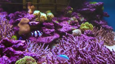 Sakin bir sualtı harikalar diyarında canlı balıklarla renkli mercan resifleri keşfi