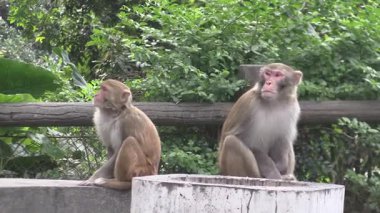 Oyuncu maymunlar, öğleden sonra güneşinde sakin bir parkta bir bağ kurma anını paylaşıyorlar.