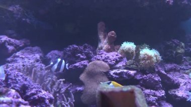 Renkli mercan resifleri, öğleyin sualtı cennetini keşfeden neşeli balıklarla canlanır.