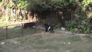 Neşeli keçiler güneşli arazide eğleniyor ve keşfe çıkıyorlar. Akşamları yemyeşil çimlerle çevrili.