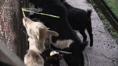 Meraklı keçi, rahat bir çiftlik ortamında arkadaşlarıyla oynaşmaktan zevk alır.