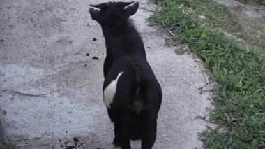 Güneşli bir öğleden sonra güneşli bir bahçede meraklı siyah keçiler çevrelerini keşfederler.