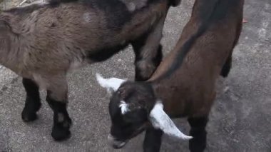 Hayat ve neşe dolu güneşli bir çiftliği keşfeden neşeli keçiler, sevimli maskaralıklarıyla kalpleri yakalıyorlar.