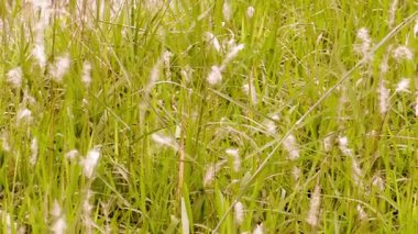 Doğalar fısıldar altın çayırlarda yumuşak bir esintinin altında salınan