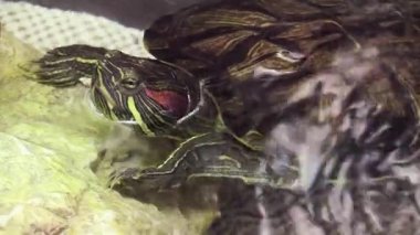 Eşsiz bir arkadaşlık çiçek açar kedi ve kaplumbağa sıcacık, renkli bir ortamda sıcacık bir anı paylaşır.