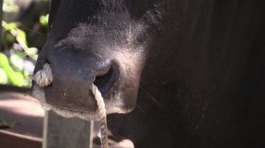 Sığırların yakın çekimleri, altın öğlen ışığında sakin çiftlik yaşamını yakalar.