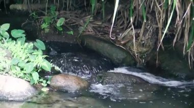Akan su, canlı yeşil yaprakların altında günbatımında sakin bir derenin yanında usulca dans eder.