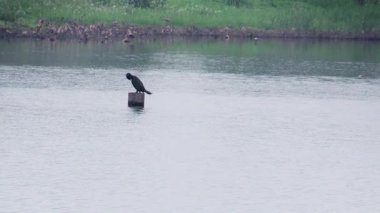 Şafak vakti sakin suların üzerindeki ıssız bir direğe tünemiş görkemli kuş, doğanın sakinliğini yakalıyordu.