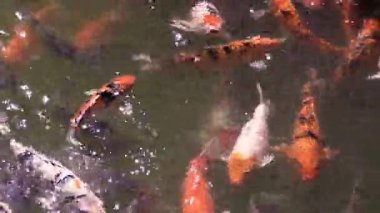 Güneşli bir öğleden sonra, sakin bir bahçe havuzunda zarif bir şekilde yüzen koi balığı.