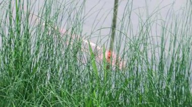 Gün batımında dingin göl kenarındaki yeşil çimenlerin arasında hafif bir esinti dans eder.