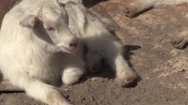 Neşeli keçiler güneşli bir öğleden sonra huzurlu bir çiftlik ortamında güneşin tadını çıkarıyorlar.
