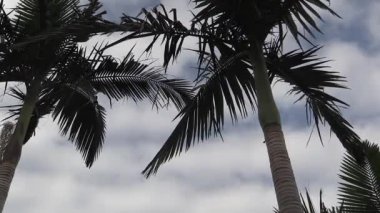 Görkemli palmiyeler bulutlu bir gökyüzü altında sakin bir kıyı ortamında zarafetle sallanıyor.