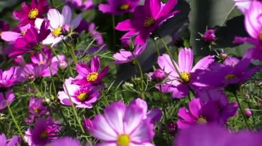 Uyum içinde açan canlı çiçekler ılık güneş ışığı altında renkli bir cennette dans ediyor.