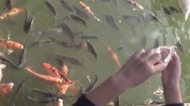 Güneşli bir öğleden sonra dingin bir gölette renkli koi balığı beslemek