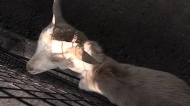 Genç keçi, sevgi ve neşeyle dolu güneşli bir çiftlik ortamında yeşillikleri yerken dünyayı keşfediyor.