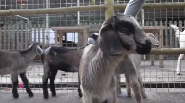 Çiftlik keçileri, sıcak güneş ışığında ziyaretçilerin neşeli hayvanlarla bağ kurmasıyla besleniyor.