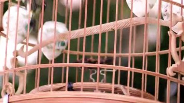 Güneşli bir bahçede neşeli neşeli cıvıl cıvıl cıvıl öten renkli kuşlar neşeli doğalarını ve güzel melodileriyle canlı tüylerini sergiliyorlar.