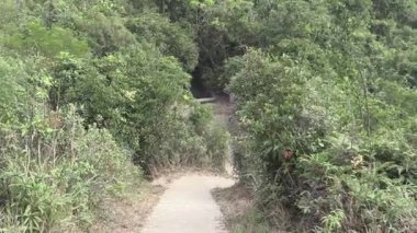 Yeşillik içinde dolambaçlı bir yol, sakin bir ortamda altın saatte ele geçirilmiş.