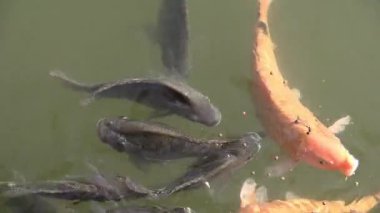 Koi balıkları güneşli bir gölette yüzerken ve birlikte beslenirken zevk alırlar.