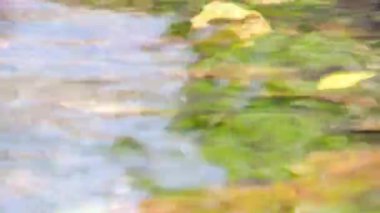 Doğanın güzelliğini keşfedin yapraklar zarif bir şekilde süzülür gün doğumunda dingin bir göletin parıldayan sularında