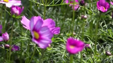 Renkli çiçekler baharda güneşli bir bahçede rüzgarda dans eder. Canlı doğalar, canlı sanatlar ve narin güzellikler sergilerler.