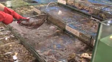 Sabahın erken saatlerinde hareketli bir pazarda canlı enerji ve heyecanla taze deniz ürünleri yakalamak.