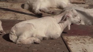 Kırsaldaki sakin bir çiftlikte güneşlenen neşeli keçiler.