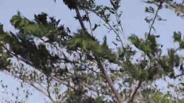 Ağaçların arasından esen rüzgar doğayı yakalar fısıldar ve uçsuz bucaksız gökyüzünün altında dans eder sakin bir sabah anında.