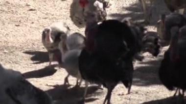 Güneşli öğleden sonra saatlerinde canlı bir çiftlik ortamında canlı hindilerin dünyasını keşfediyorum.