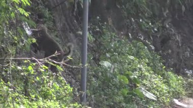 Doğanın macerası, neşeli bir maymunun gün ortasında ormanın göbeğindeki yemyeşil araziyi keşfetmesiyle başlar.