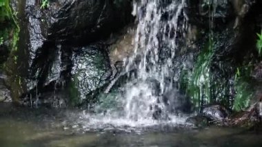 Şelalenin dans ettiği ve vahşi yaşamın şafak vakti tenha bir orman vahasında yeşerdiği doğa senfonisi.