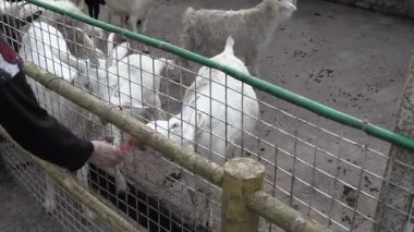 Meraklı keçiler canlı bir çiftlik ortamında dostça sohbet etmek için toplanırlar.