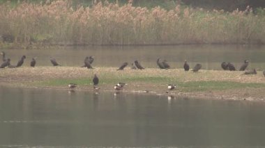 Cazibeli kuşlar şafak vakti sakin nehir kıyısında toplanır ve barışçıl bir doğa güzelliği tablosu oluştururlar.