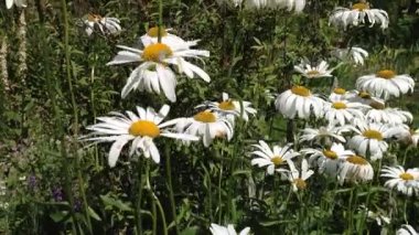 Parlak papatyalar güneşli bir öğleden sonra huzurlu bir bahçede hafif meltemde dans ederler.