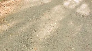 Huzurlu bir ormanda, yumuşak güneş ışığı altında sonbahar yollarının dingin güzelliğini keşfediyorum.