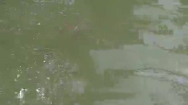 Gün batımında sakin parkta dalgalı su dansı.