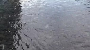 Sakin bir öğleden sonra sakin bir göl kenarındaki sakin sularda hafif dalgalar dans eder.